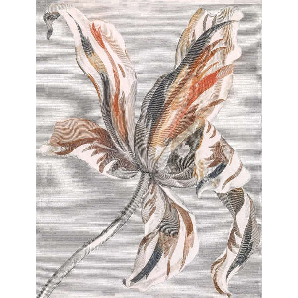 Plakat Kwiat Tulipan