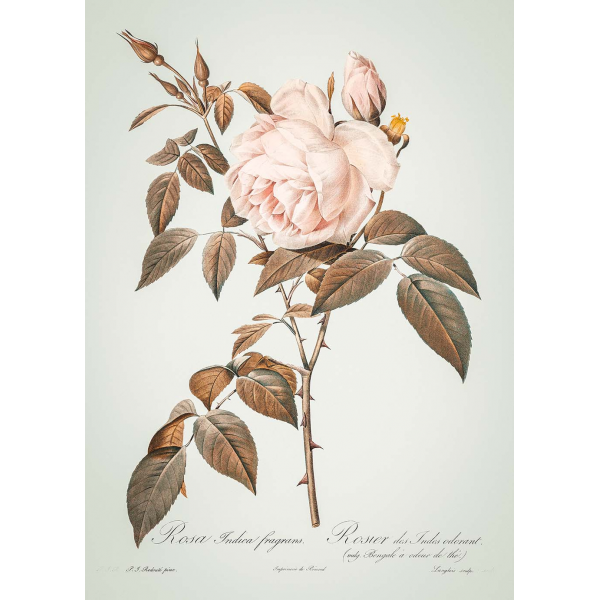 Plakat ilustracja Róża