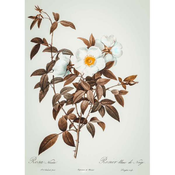 Plakat Białe Kwiaty