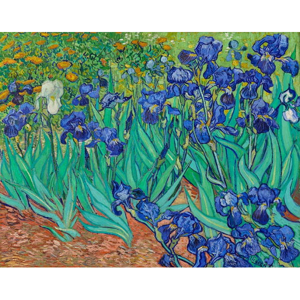 Reprodukcja obrazu na płótnie Irysy 1889 Vincenta van Gogha
