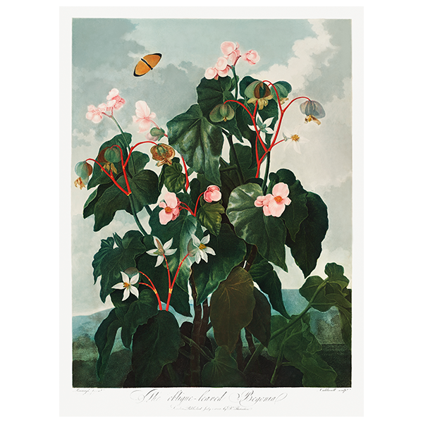 Begonia skośnolistna ze Świątyni Flory Roberta Johna Thorntona