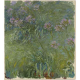 Obraz Agapant Claude Monet