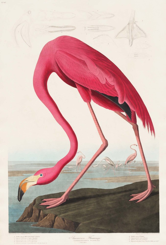 Plakat Pink Flamingo